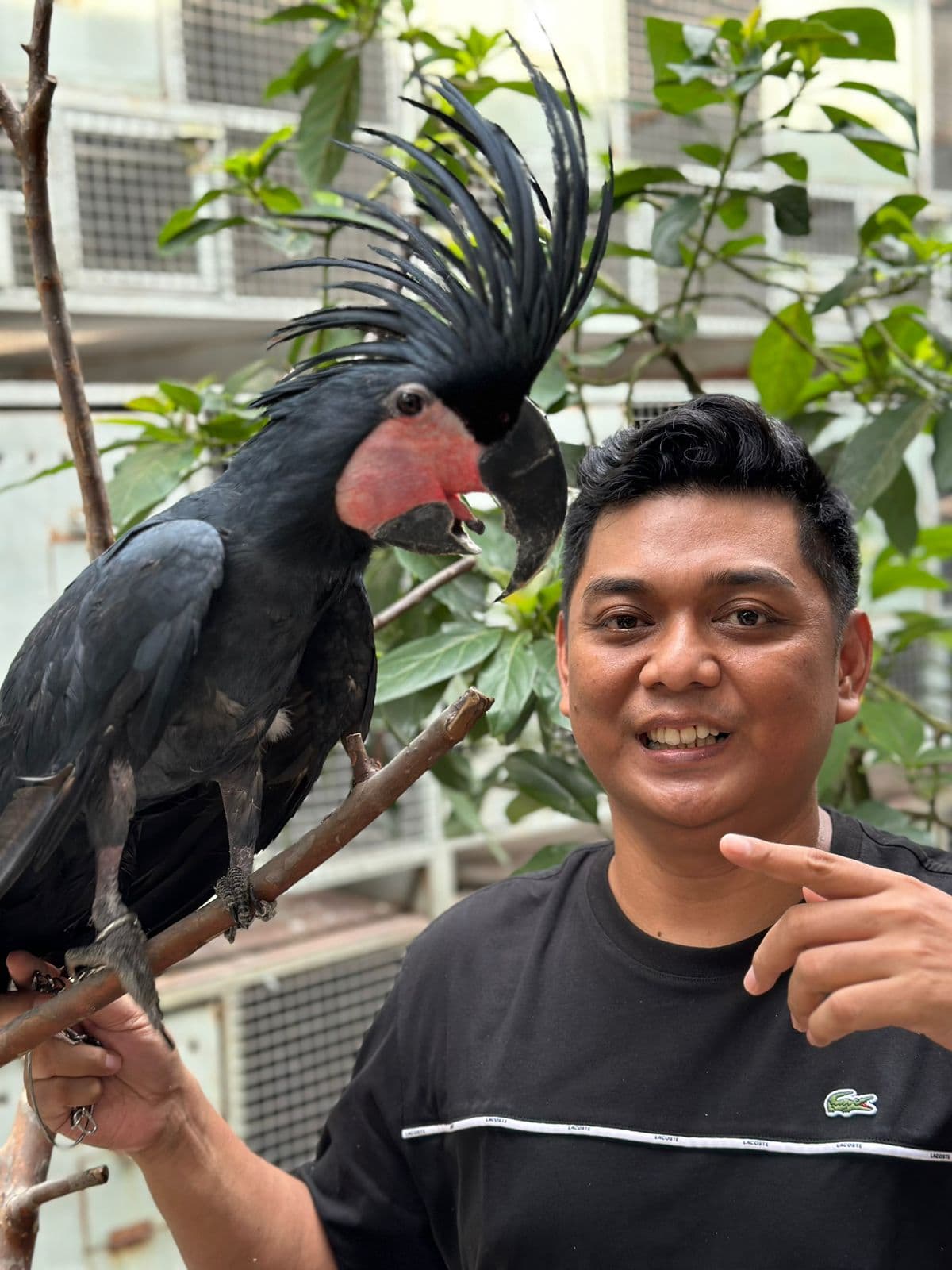 Kakatua Raja, si Eksotis  yang Sulit di-Breeding