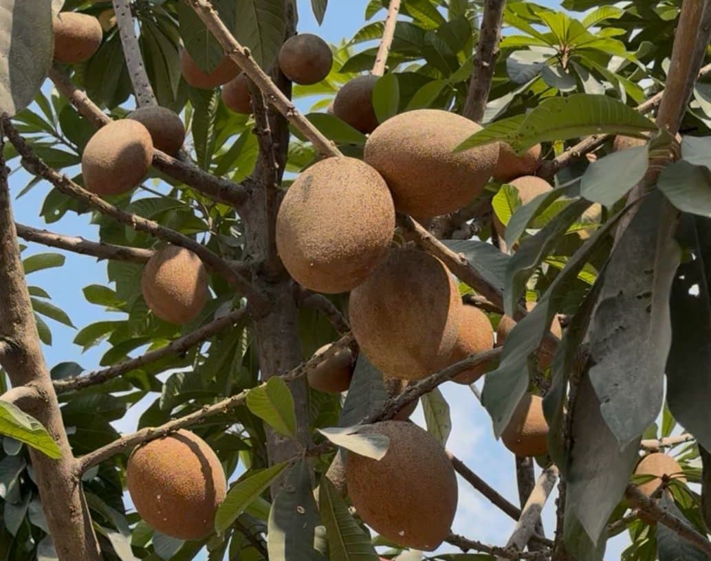 Mamey Sapote, Sawo Raksasa yang Adaptif dengan Iklim Indonesia