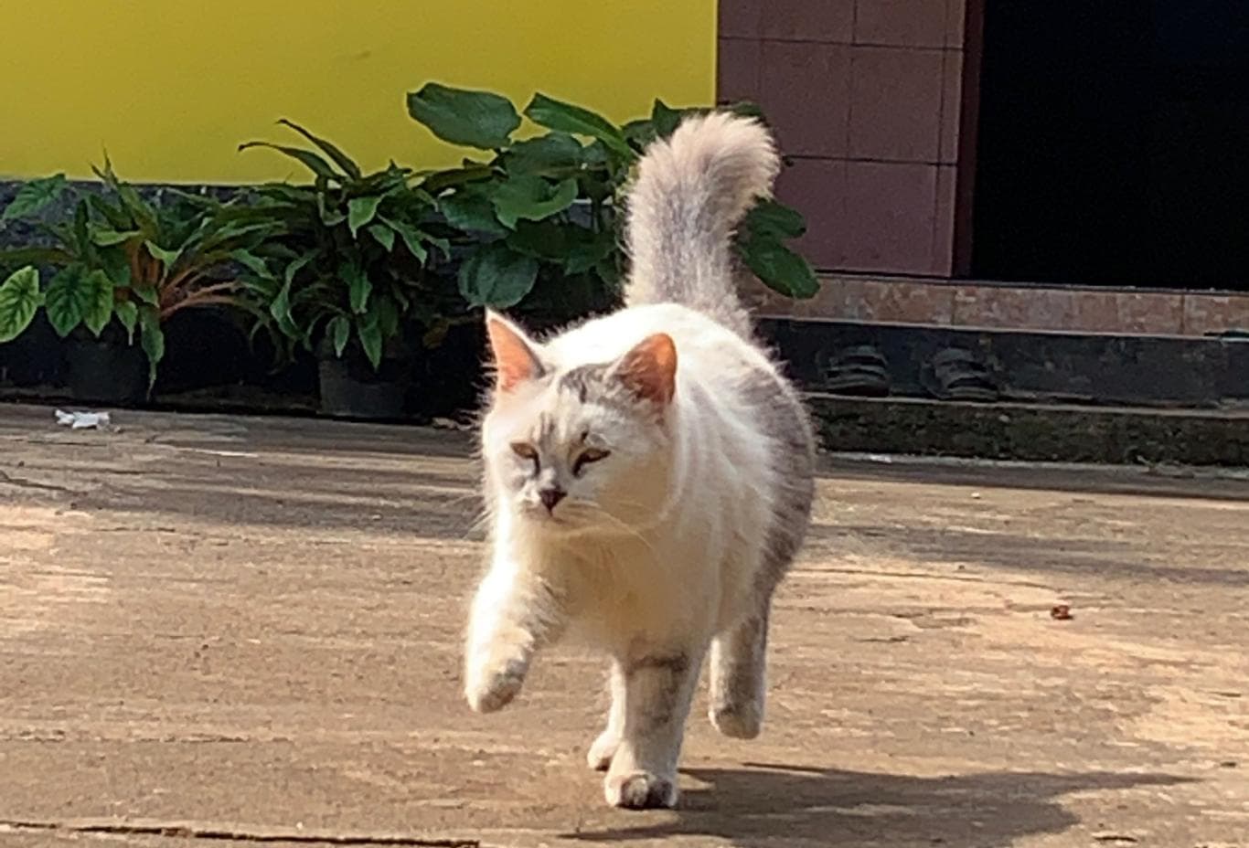 DIDUGA HASIL INCEST: Video tentang cara jalan Roro yang tegap dianggap netizen mirip petugas pengibar bendera. Netizen langsung memberi nama kucing paskib.