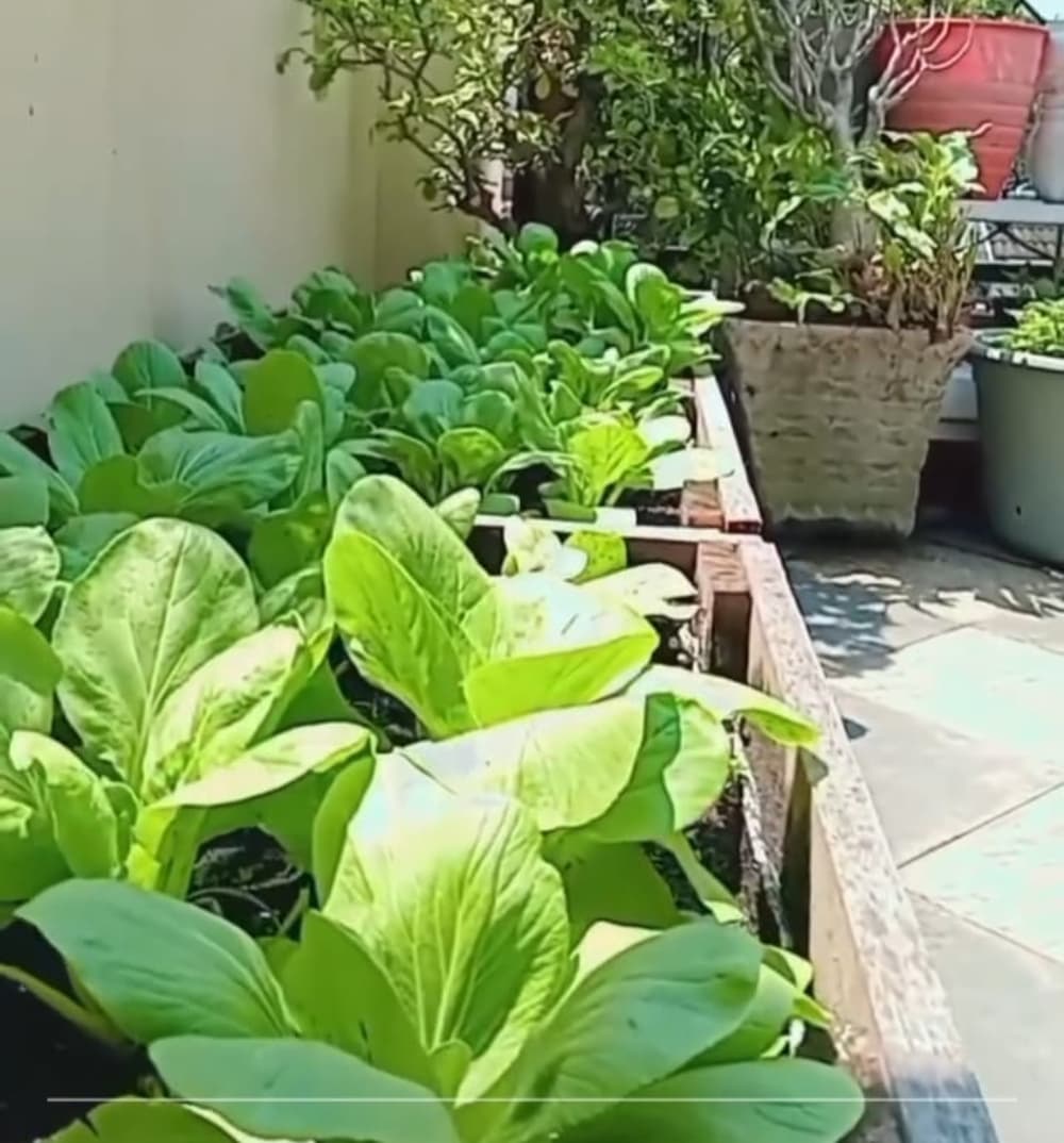 TUMBUH OPTIMAL: Beragam sayur ditanam di balkon rumah Dewi.