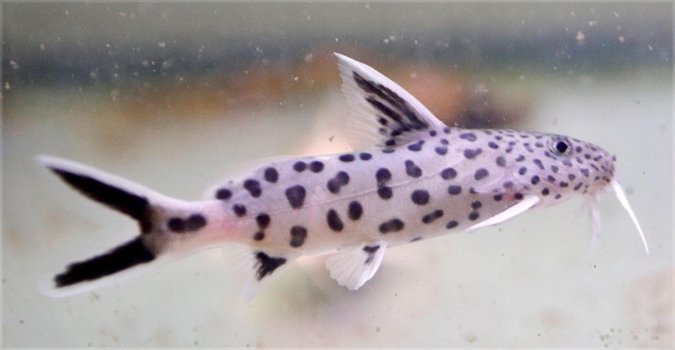 LEBIH MIRIP HIU: Synodontis petricola memiliki sirip yang mencolok. Seluruh tubuhnya kombinasi warna putih dengan motif polkadot hitam secara random.