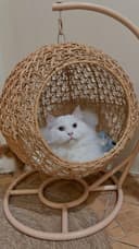 BERMATA BIRU: Leo bisa main lempar bola kertas. Saat dikawinkan dengan Yeli, lahirlah banyak kucing berbulu putih.