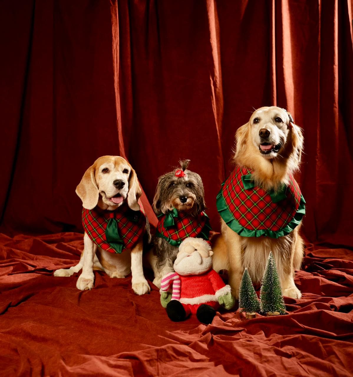 Tiga Anabul Bucin Banget, Sandra So  Wajib Video Call saat Bepergian