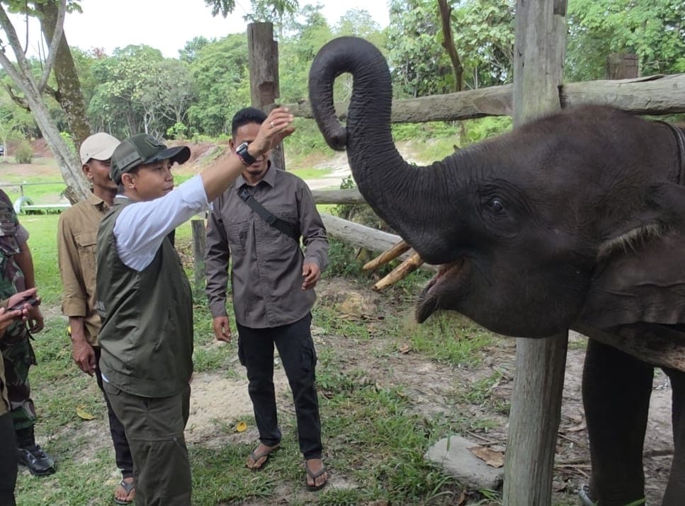 Menhut Dukung Penyelamatan Gajah Domang