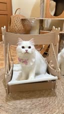 BETINA: Cheta, salah satu kucing peliharaan Risma.