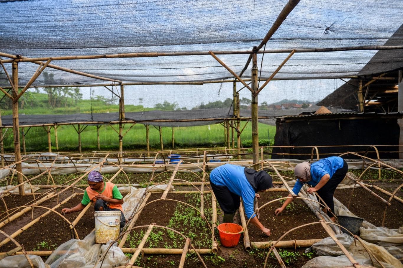 Pekerja menyemai benih kopi arabika. Perkebunan Nusantara berencana untuk memperbarui tanaman untuk meningkatkan produktivitas.