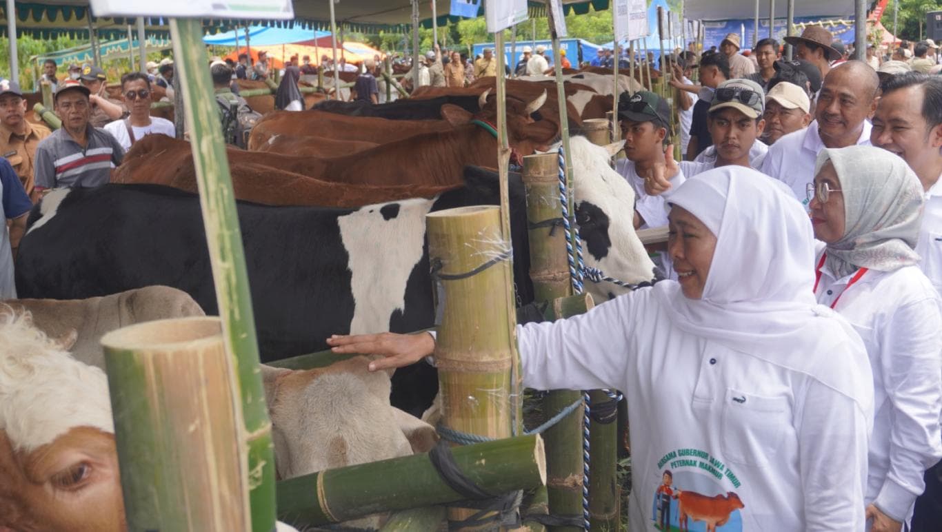 BERSINERGI: Gubernur Jatim Khofifah dan Bupati Jember Muhammad Fawait meluncurkan gerakan inseminasi buatan untuk sapi peternak se-Jawa Timur, di City Forest and Farm Arum Sabil, Kecamatan Sumbersari, Jember (24/11).