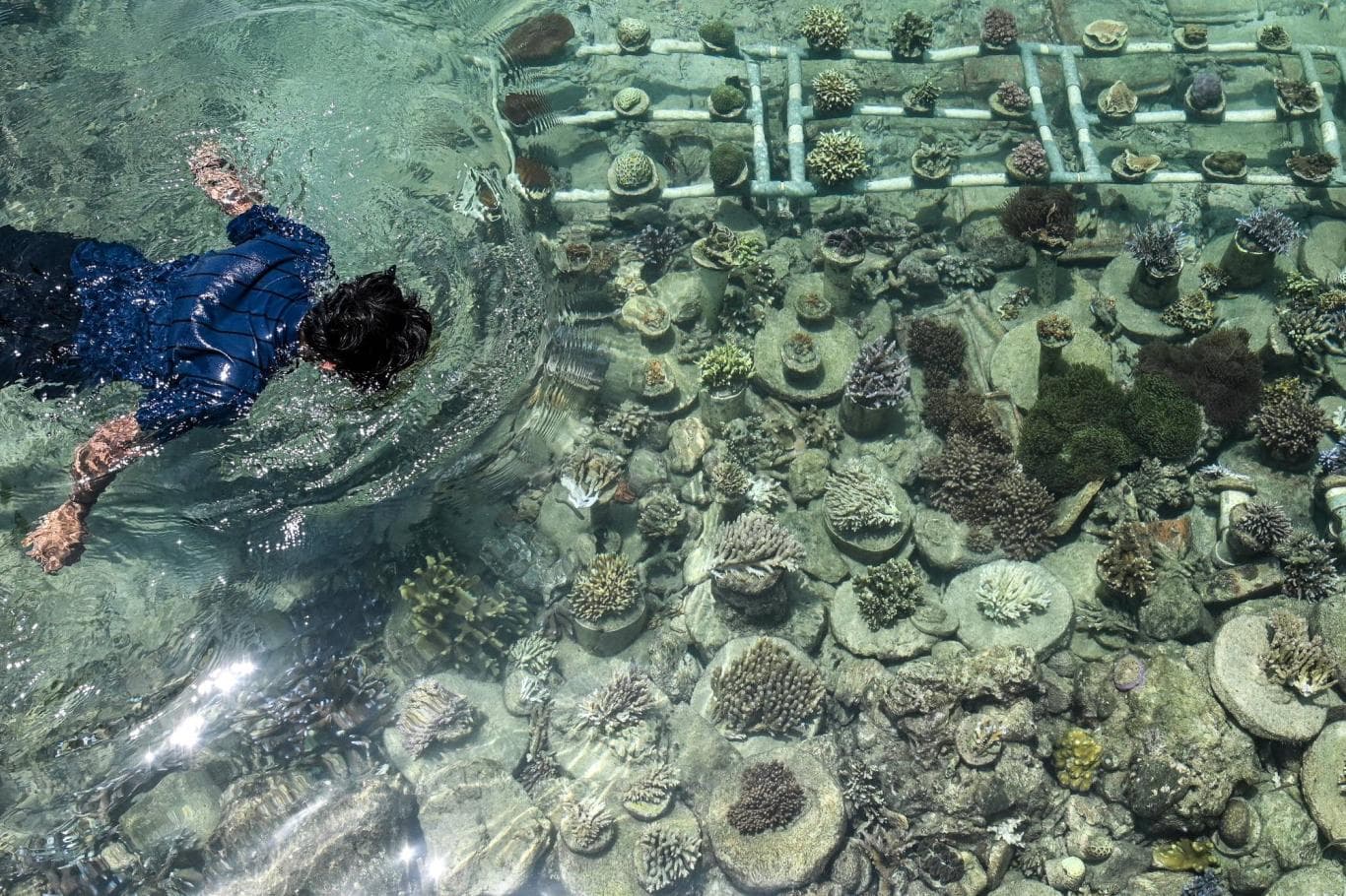 BENING: Pengunjung mengamati terumbu karang di kawasan konservasi di Pulau Pramuka, Kepulauan Seribu, Jakarta.