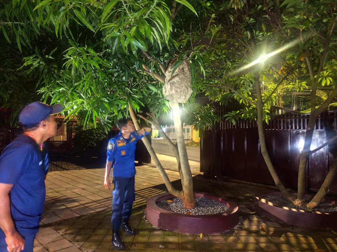 TIDAK MUDAH: Petugas Damkarla Gresik mengevakuasi sarang tawon vespa yang berada di pohon mangga di halaman kediaman Anggota DPRD Gresik Asroin Widyana di kawasan Srembi, Kebomas, pada Rabu (19/11) malam.