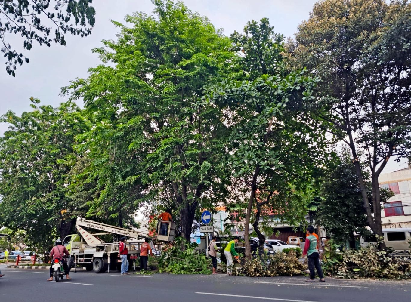 ANTISIPASI: Dahan pohon yang rindang dipotong Petugas Dinas Lingkungan Hidup (DLH) Surabaya di sepanjang Jalan Bratang, Minggu (16/11).