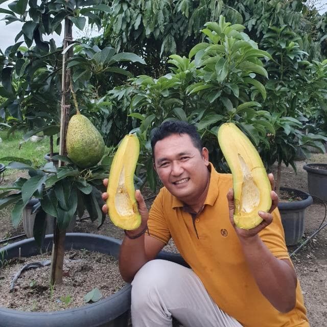 Alpukat Kelud Suka Matahari, Ditanam ala Tambulampot pun Jadi