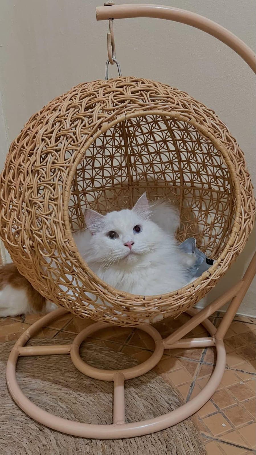 BERMATA BIRU: Leo bisa main lempar bola kertas. Saat dikawinkan dengan Yeli, lahirlah banyak kucing berbulu putih.